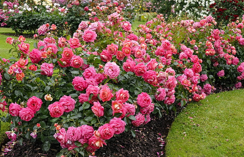 Hogyan kell megfelelően ápolni a Kordes rózsafajtákat?