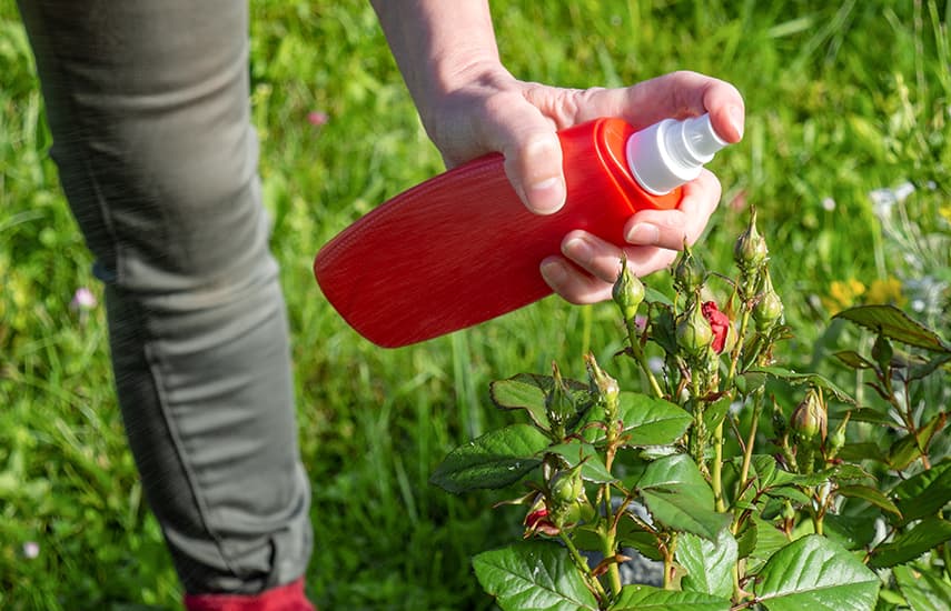 Az őszi rózsaültetés előnyei és jellemzői