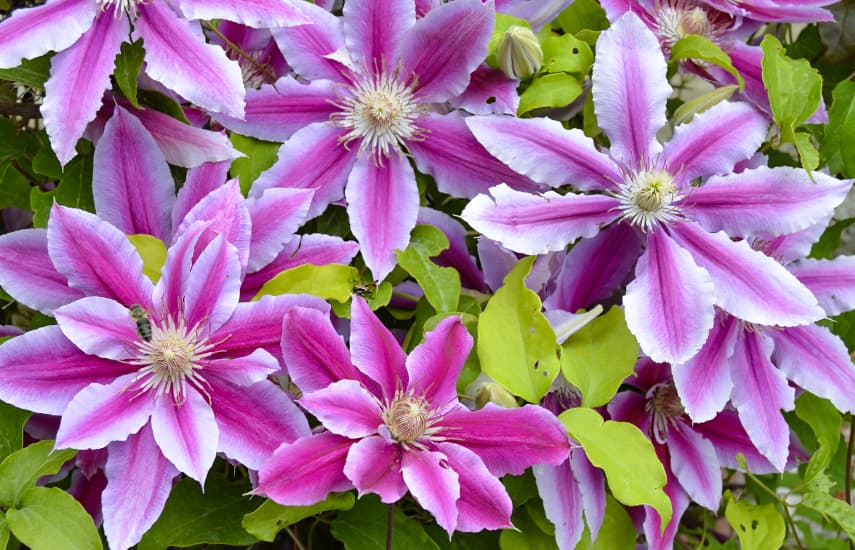 Clematis ültetés