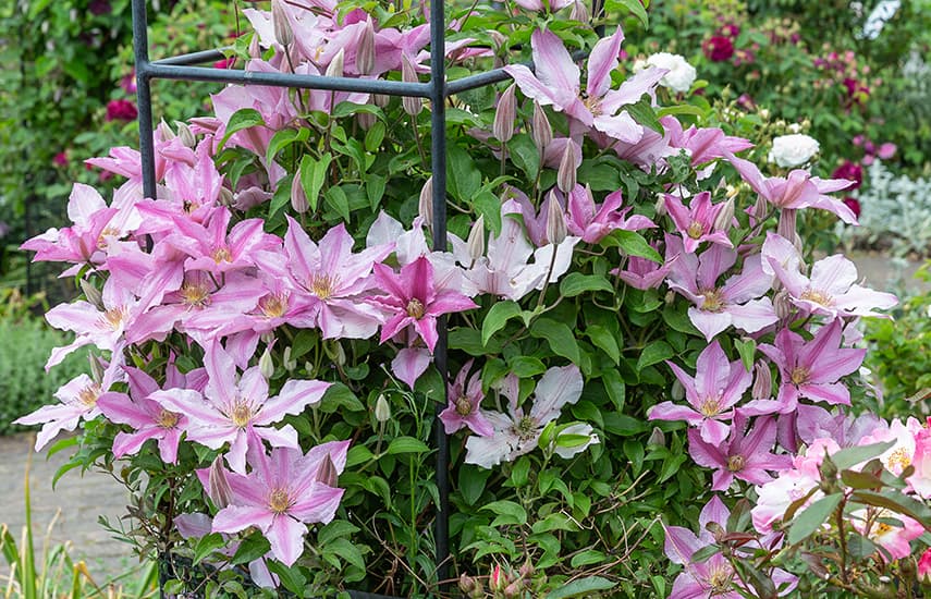 Clematis ültetés