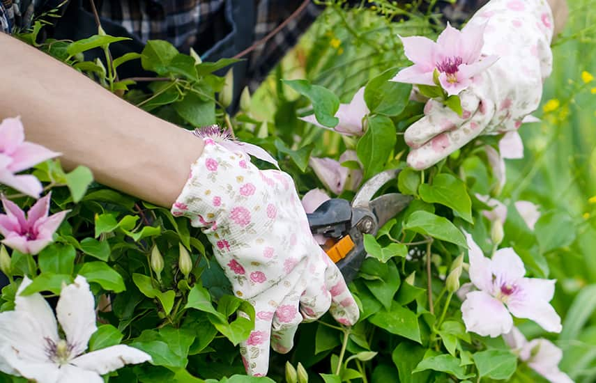 Clematis ültetés