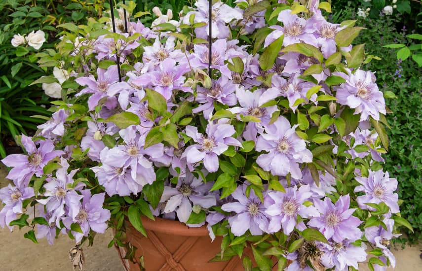 Clematis ültetés