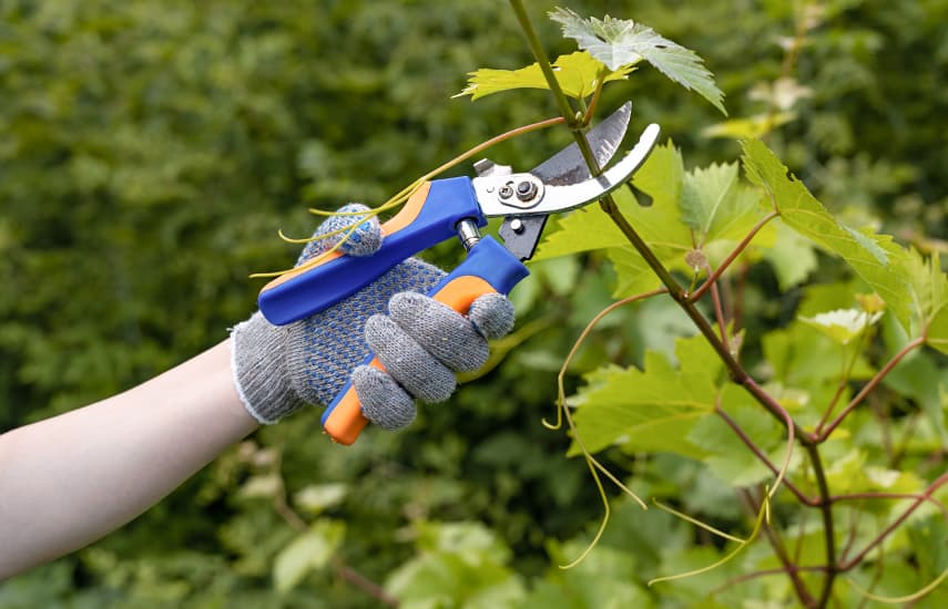 Szőlő: az őszi metszés és a téli takarás titkai