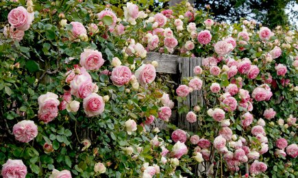 Bársonyos rózsa fajták | GradinaMax