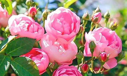 Bársonyos rózsa fajták | GradinaMax