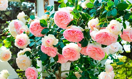 Rózsák finom árnyalatokban | GradinaMax