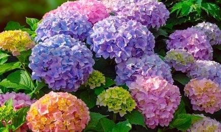 Színes virágágyások | GradinaMax