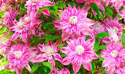 Virágzó óriások | GradinaMax